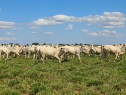 fazenda conforto us 5 milhoes em sustentabilidade com apoio de