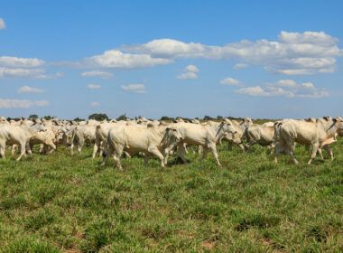 fazenda conforto us 5 milhoes em sustentabilidade com apoio de