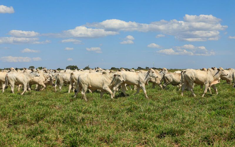 fazenda conforto us 5 milhoes em sustentabilidade com apoio de