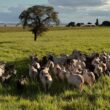 Fazenda de Maragogipe elimina quase totalmente as perdas de bezerros com práticas eficazes e sustentáveis
