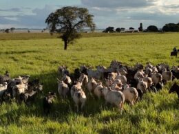 Fazenda de Maragogipe elimina quase totalmente as perdas de bezerros com práticas eficazes e sustentáveis