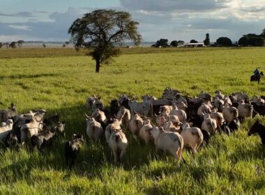 Fazenda de Maragogipe elimina quase totalmente as perdas de bezerros com práticas eficazes e sustentáveis