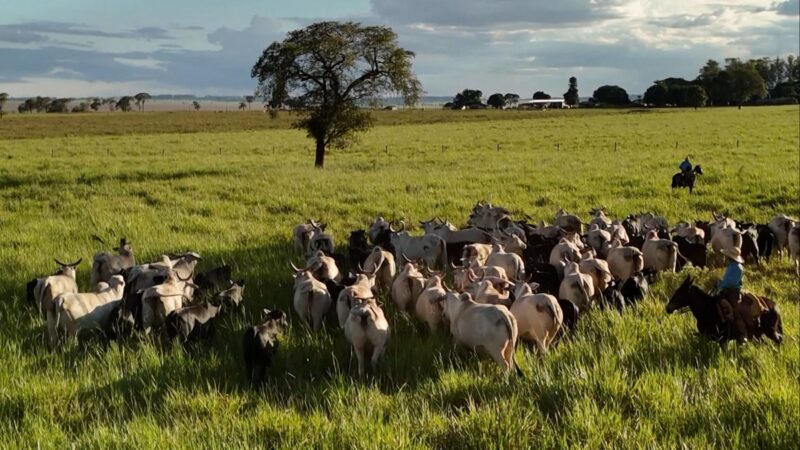 Fazenda de Maragogipe elimina quase totalmente as perdas de bezerros com práticas eficazes e sustentáveis