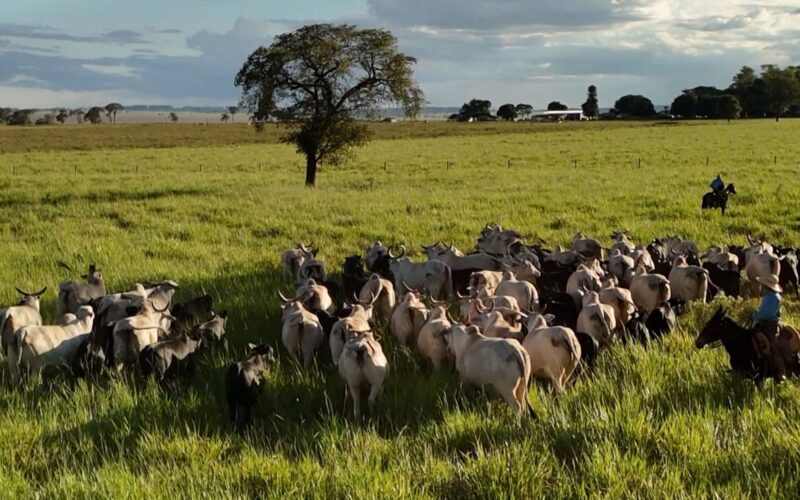 Fazenda de Maragogipe elimina quase totalmente as perdas de bezerros com práticas eficazes e sustentáveis