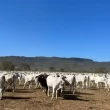 Fazenda Olhos D´Água (MS) é a grande vencedora da safra de pecuária