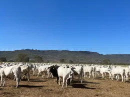 Fazenda Olhos D´Água (MS) é a grande vencedora da safra de pecuária
