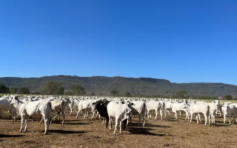 Fazenda Olhos D´Água (MS) é a grande vencedora da safra de pecuária