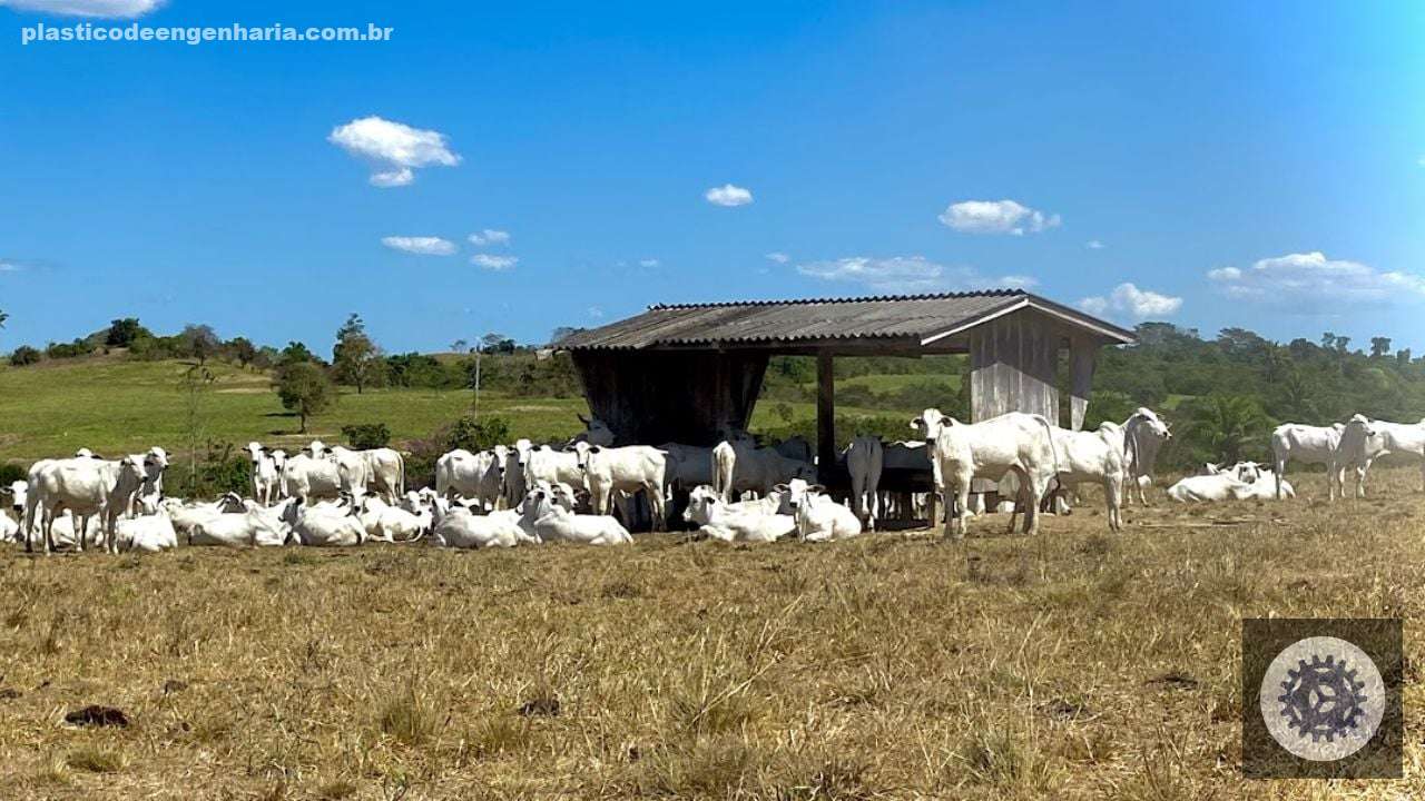 Fazendas leiteiras adotam corte e recria a pasto para aumentar lucros e sustentabilidade na produção de leite 4 fazenda shangrila estudo novilhas bem estar animal 14.08.2023 27