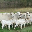 Fazendas leiteiras adotam corte e recria a pasto para aumentar lucros e sustentabilidade na produção de leite