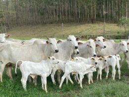 Fazendas leiteiras adotam corte e recria a pasto para aumentar lucros e sustentabilidade na produção de leite 8 Fazendas leiteiras adotam corte e recria a pasto para aumentar lucros e sustentabilidade na produção de leite