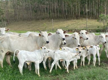 Fazendas leiteiras adotam corte e recria a pasto para aumentar lucros e sustentabilidade na produção de leite