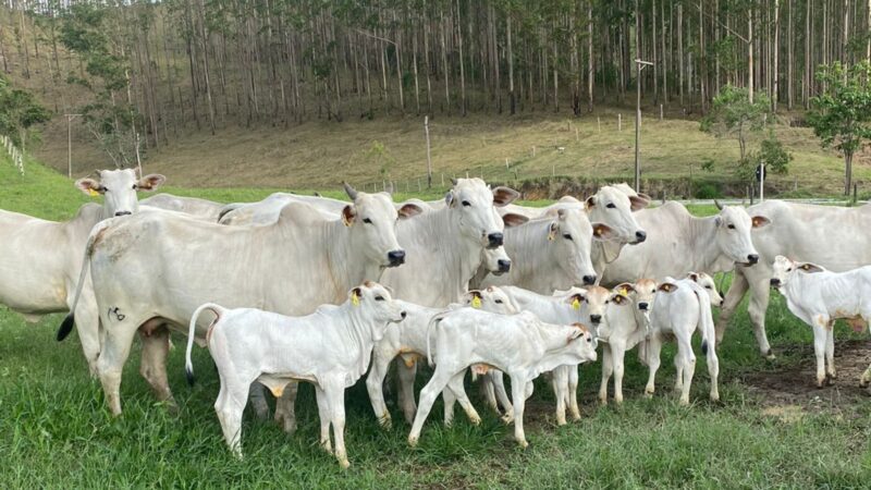 Fazendas leiteiras adotam corte e recria a pasto para aumentar lucros e sustentabilidade na produção de leite