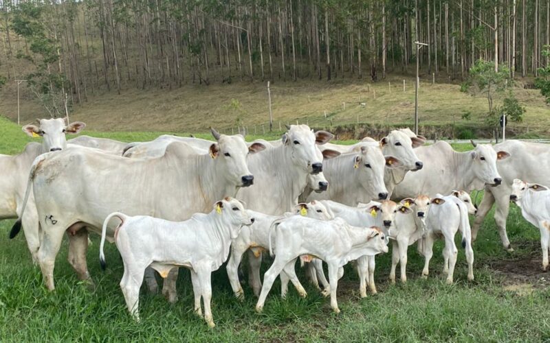 Fazendas leiteiras adotam corte e recria a pasto para aumentar lucros e sustentabilidade na produção de leite