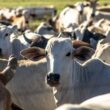 febre bovina descubra como a queda nas exportacoes de carne