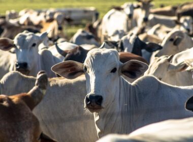 febre bovina descubra como a queda nas exportacoes de carne
