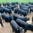 Fêmeas F1 Angus com excelente peso aos 18 meses: potencial para resultados superiores na pecuária moderna