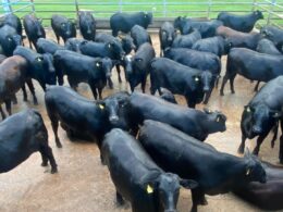Fêmeas F1 Angus com excelente peso aos 18 meses: potencial para resultados superiores na pecuária moderna