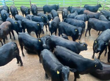 Fêmeas F1 Angus com excelente peso aos 18 meses: potencial para resultados superiores na pecuária moderna
