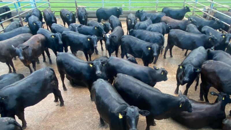 Fêmeas F1 Angus com excelente peso aos 18 meses: potencial para resultados superiores na pecuária moderna
