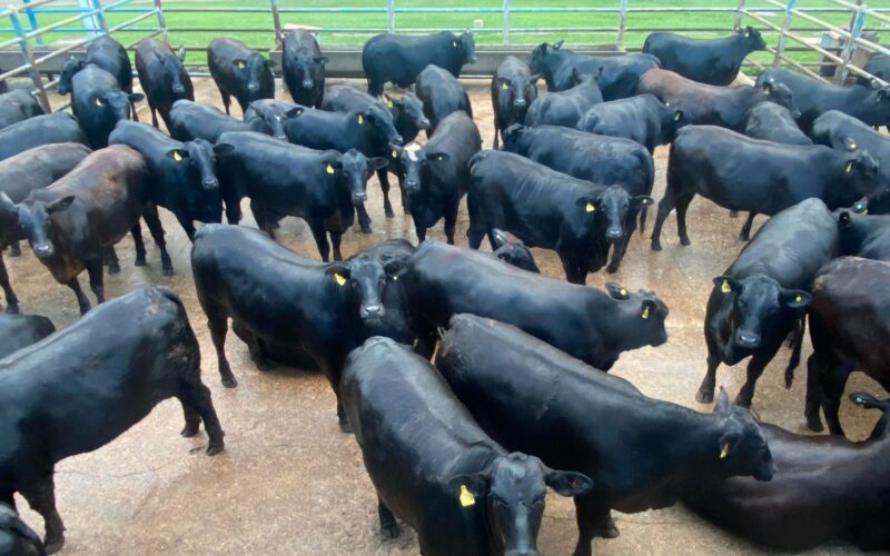 Fêmeas F1 Angus com excelente peso aos 18 meses: potencial para resultados superiores na pecuária moderna