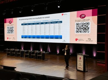 Fêmeas suínas: como o avanço genético potencializa a produtividade e a rentabilidade na suinocultura.