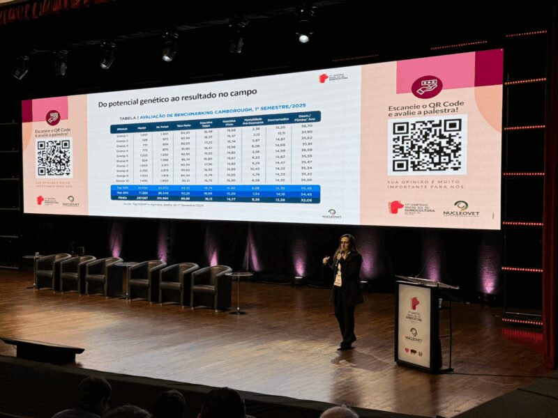 Fêmeas suínas: como o avanço genético potencializa a produtividade e a rentabilidade na suinocultura.