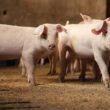 filipinas redobram esforcos no combate a peste suina africana o