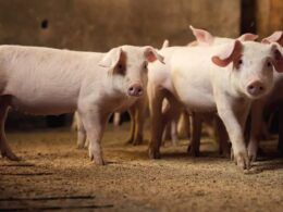 Filipinas Redobram Esforços no Combate à Peste Suína Africana: O Que Você Precisa Saber 13 filipinas redobram esforcos no combate a peste suina africana o