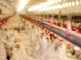 Fiscalização intensificada protege saúde avícola e previne a disseminação da Influenza no setor agropecuário. 9 Fiscalização intensificada protege saúde avícola e previne a disseminação da Influenza no setor agropecuário.