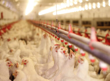 Fiscalização intensificada protege saúde avícola e previne a disseminação da Influenza no setor agropecuário.