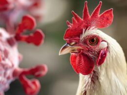 foco de doenca em aves no sul afeta acoes de