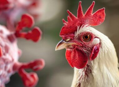 foco de doenca em aves no sul afeta acoes de