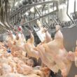 Frango brasileiro supera desafios e conquista espaço no mercado global com qualidade e sabor inigualáveis.