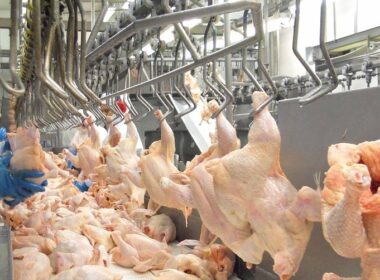 Frango brasileiro supera desafios e conquista espaço no mercado global com qualidade e sabor inigualáveis.
