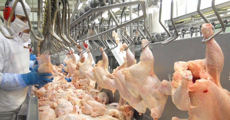 Frango brasileiro supera desafios e conquista espaço no mercado global com qualidade e sabor inigualáveis.
