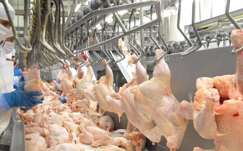 Frango brasileiro supera desafios e conquista espaço no mercado global com qualidade e sabor inigualáveis.