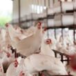 frango criado em granja consome hormonios especialista esclarece o assunto