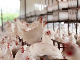 frango criado em granja consome hormonios especialista esclarece o assunto