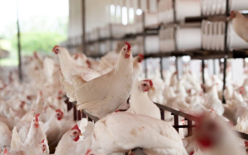 frango criado em granja consome hormonios especialista esclarece o assunto