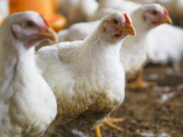 frango em alta em sp e queda nos precos dos
