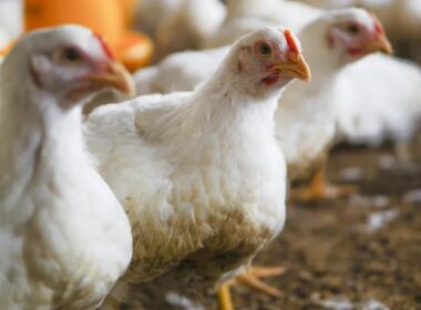 frango em alta em sp e queda nos precos dos