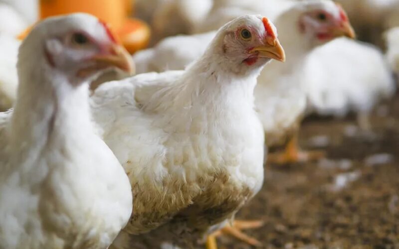 frango em alta em sp e queda nos precos dos