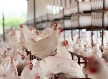 frangos tem hormonios especialista esclarece mitos e verdades sobre a