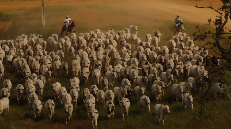 Friboi celebra 11 anos de parceria sólida, trazendo suporte e resultados para o pecuarista crescer mais forte no setor