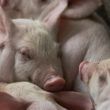 frigorificos apostam em miudos para conquistar consumidores de carne suina