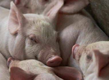 frigorificos apostam em miudos para conquistar consumidores de carne suina
