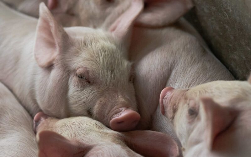 frigorificos apostam em miudos para conquistar consumidores de carne suina
