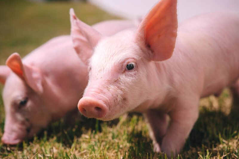 Frimesa blindada: como biosseguridade turbina a carne e o lucro!