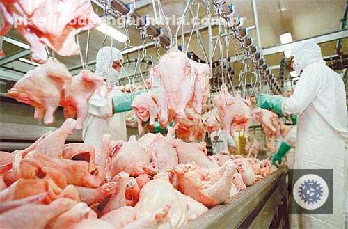 futuro promissor crescimento da producao de frango na china em