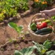 Gado e horta na mesma fazenda: como convivência pode impulsionar a produtividade agrícola.